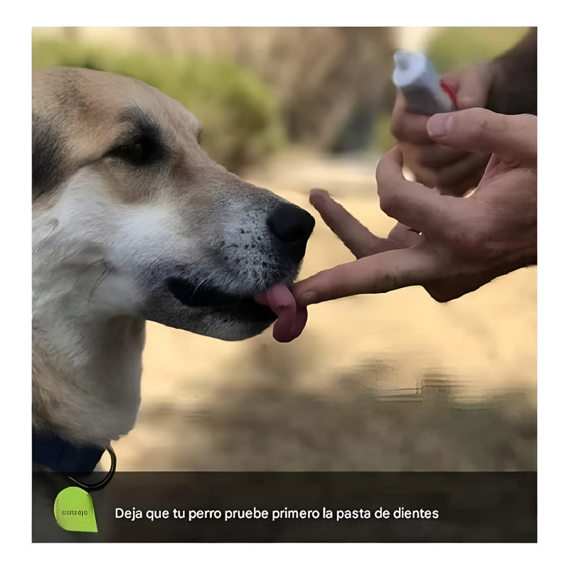 X2 Cepillo Y Pasta De Dientes Perro Pasta Dientes Mascotas