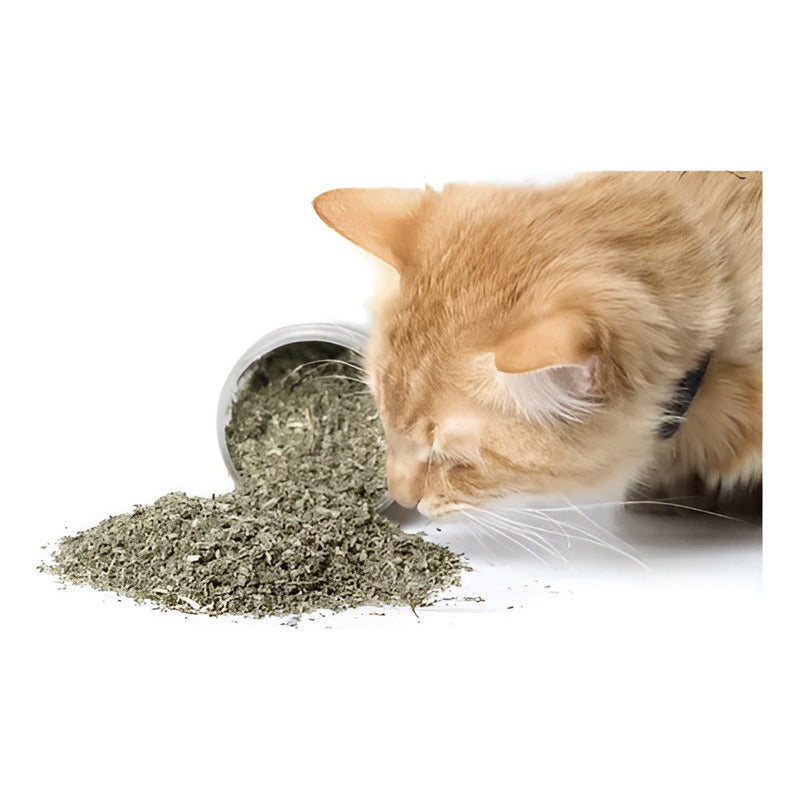 X4 Bola Catnip Para Gatos Juguetes De Gato Snack Para Gatos X4 Catnip Verde X-313