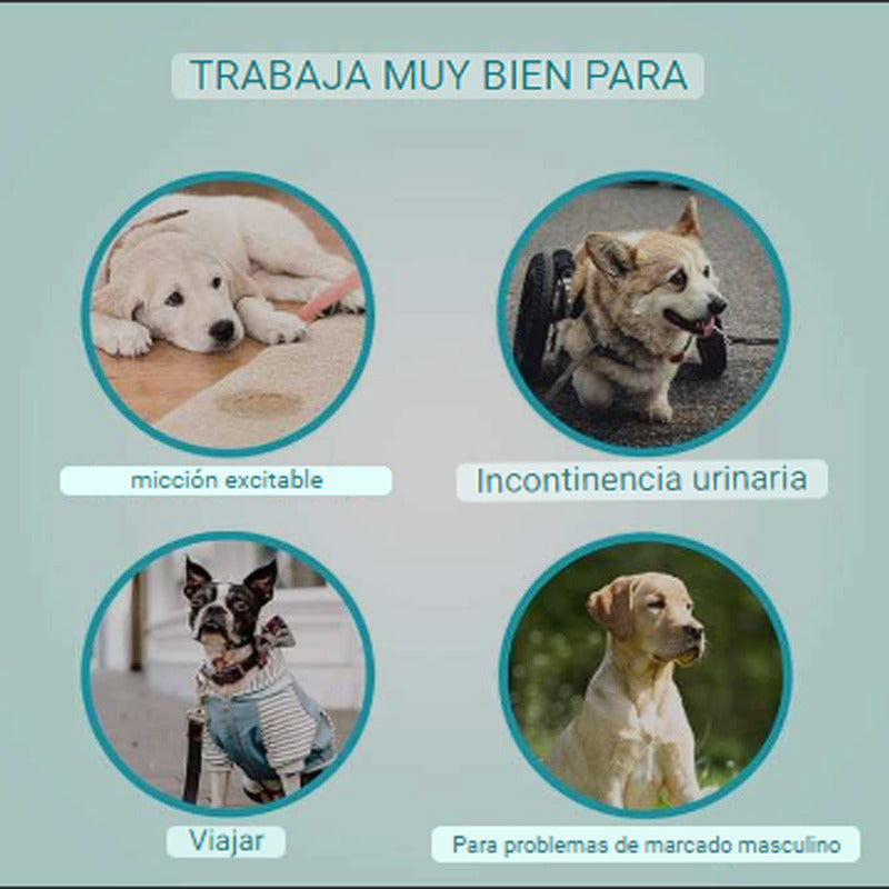 240 Pañales Perro Macho Pañales Para Gatos Panal Perro S