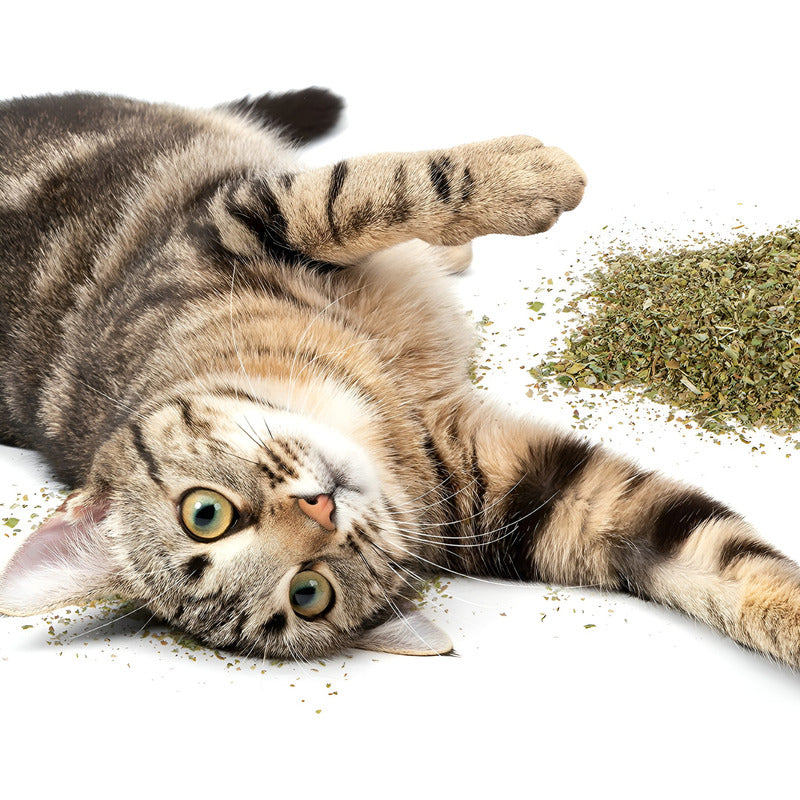 Hierba Gatera Para Gatos Snack Gatera Seca Para Gato 30g Hierba