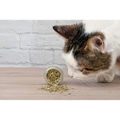 Hierba Gatera Para Gatos Snack Gatera Seca Para Gato 30g