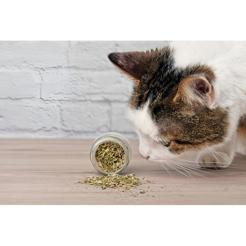 Hierba Gatera Para Gatos Snack Gatera Seca Para Gato 30g Hierba