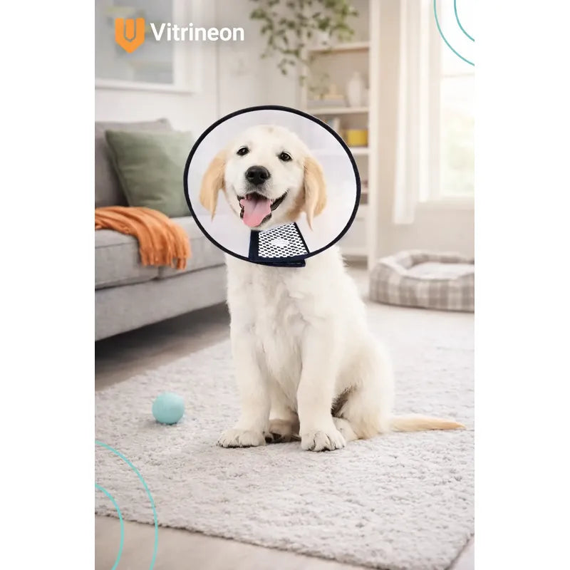 Collar Isabelino Perro Gato 10cm Cono Ajustable Transparente Transparente 10 Cm Ajustable