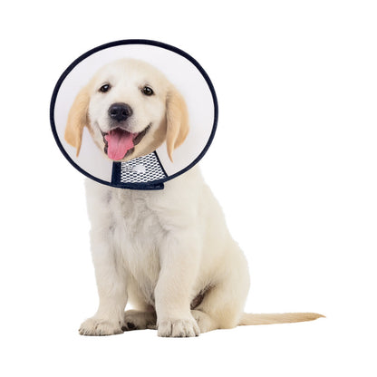 Collar Isabelino Perro Collar Isabelino Gato Collar Perro 5