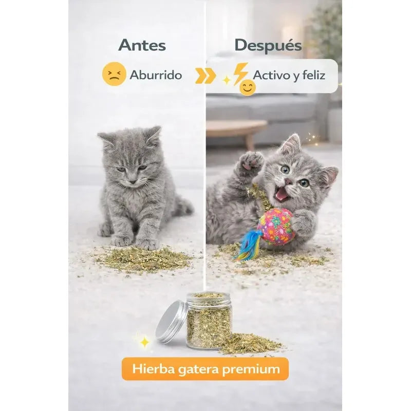 Pack 4 Hierba Gatera Natural Actividad Entretenimiento Gato