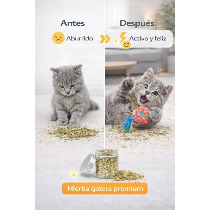 Catnip Felino Reduce Ansiedad Diversion Aroma Intenso Verde Hierba