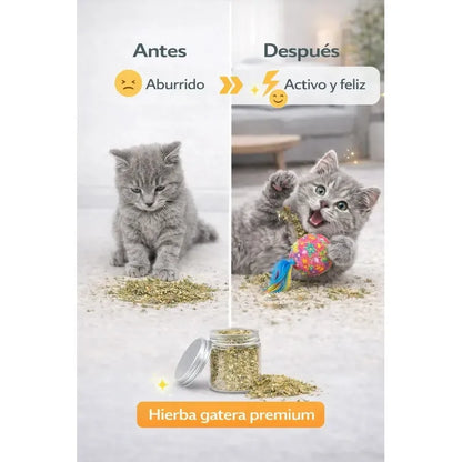 Catnip Felino Reduce Ansiedad Diversion Aroma Intenso Verde Hierba