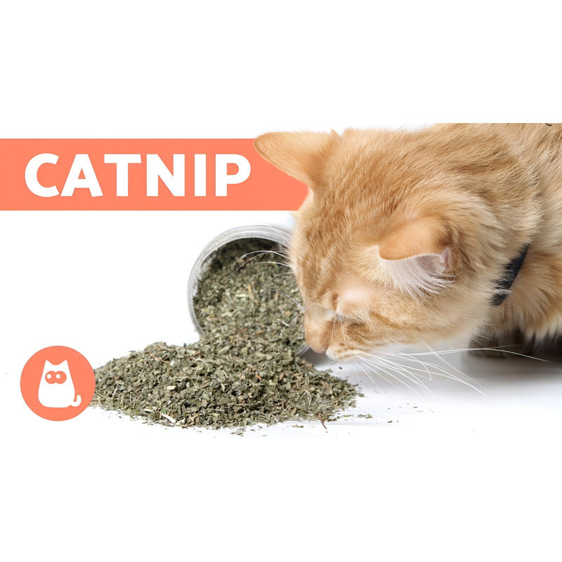 Hierba Gatera Para Gatos Snack Gatera Seca Para Gato 30g Hierba