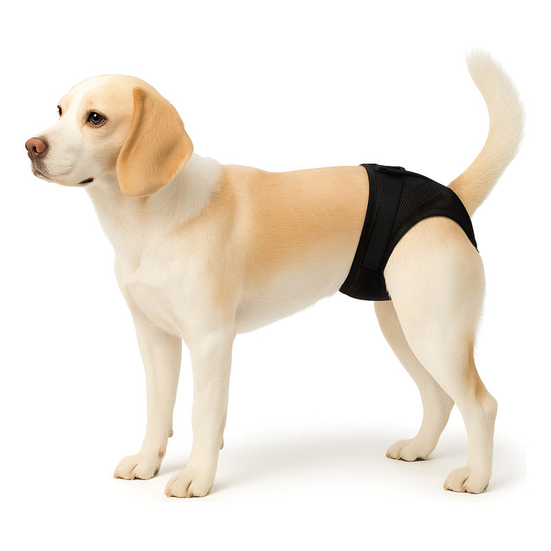 Calzon Perros Celo Calzones Reutilizables 3 Repuestos Pañal