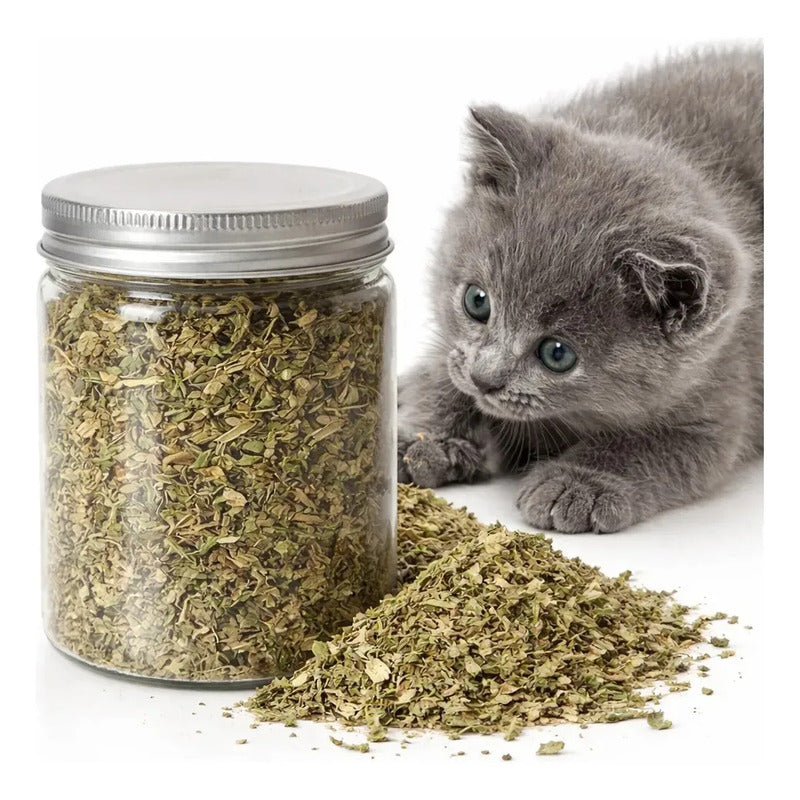 Pack 4 Hierba Gatera Natural Actividad Entretenimiento Gato