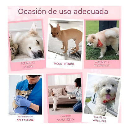 X50 Pañales Para Perros Pañales Para Perro Pañales Gato S