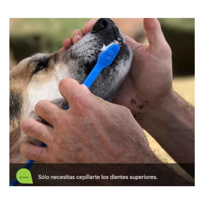 Cepillo Y Pasta De Dientes Perro Pasta Dientes Mascotas