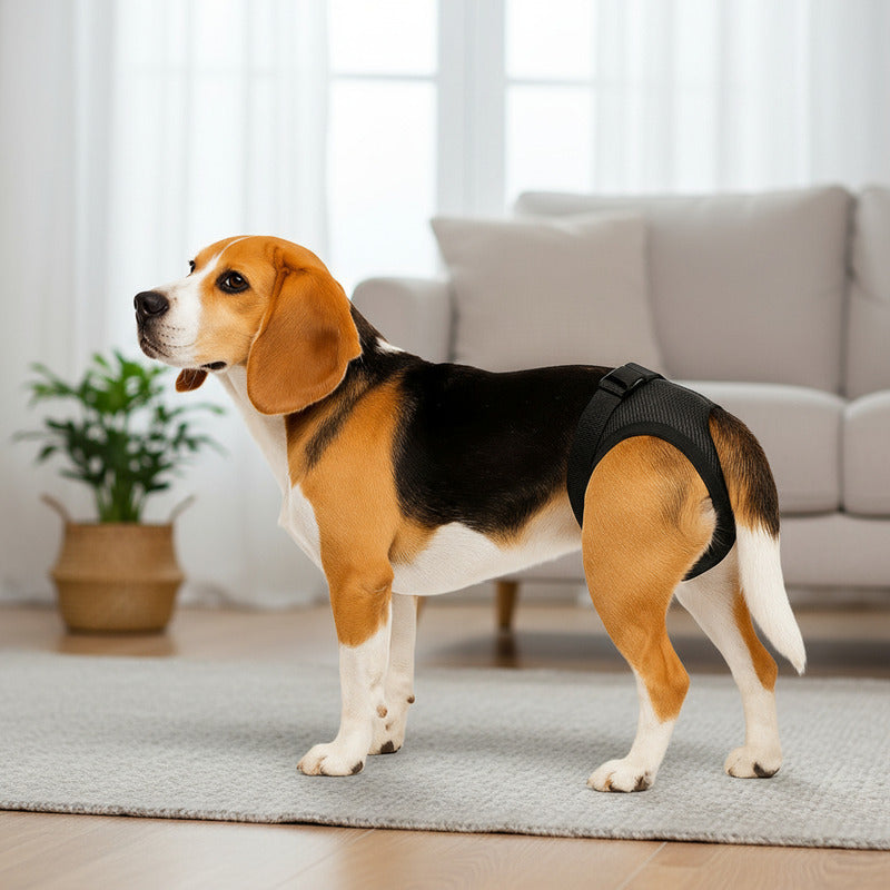 Calzon Perros Celo Calzones Reutilizables 3 Repuestos Pañal