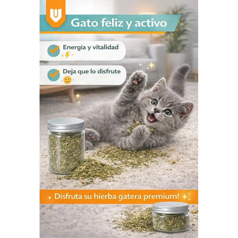 Pack 4 Hierba Gatera Natural Actividad Entretenimiento Gato