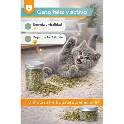 Pack 4 Hierba Gatera Natural Actividad Entretenimiento Gato