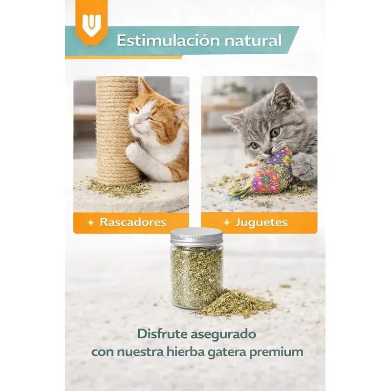Catnip Felino Reduce Ansiedad Diversion Aroma Intenso Verde Hierba