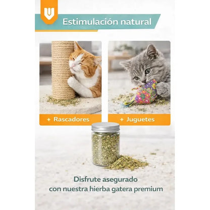 Catnip Felino Reduce Ansiedad Diversion Aroma Intenso Verde Hierba