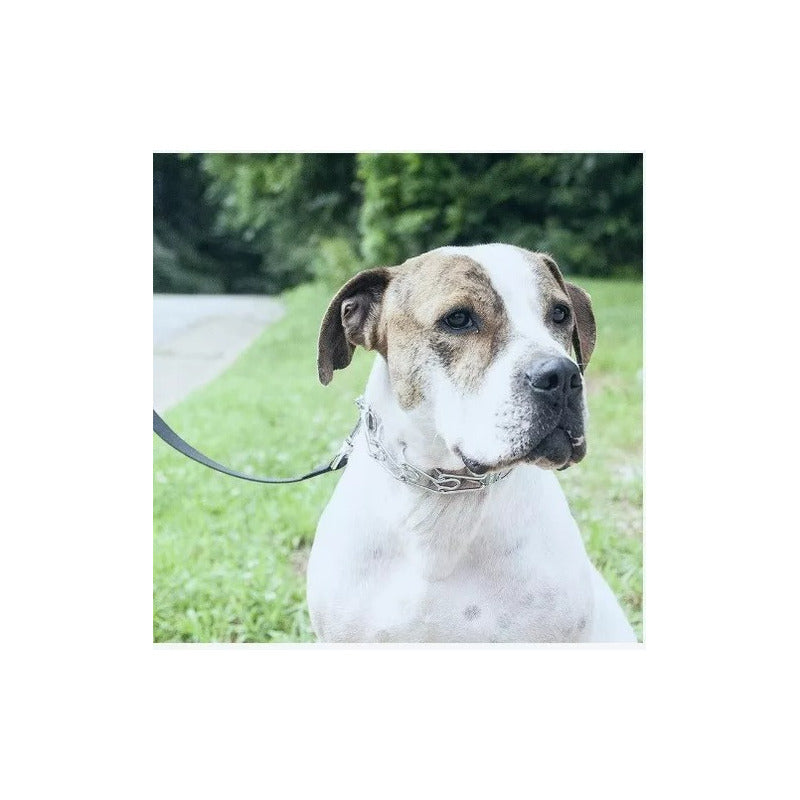 2 Collar De Adiestramiento Collar Adiestramiento Perro 60 Cm Plateado 60 Cm