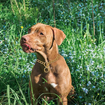 Collar Adiestramiento Perro Collar De Adiestramiento 50cm