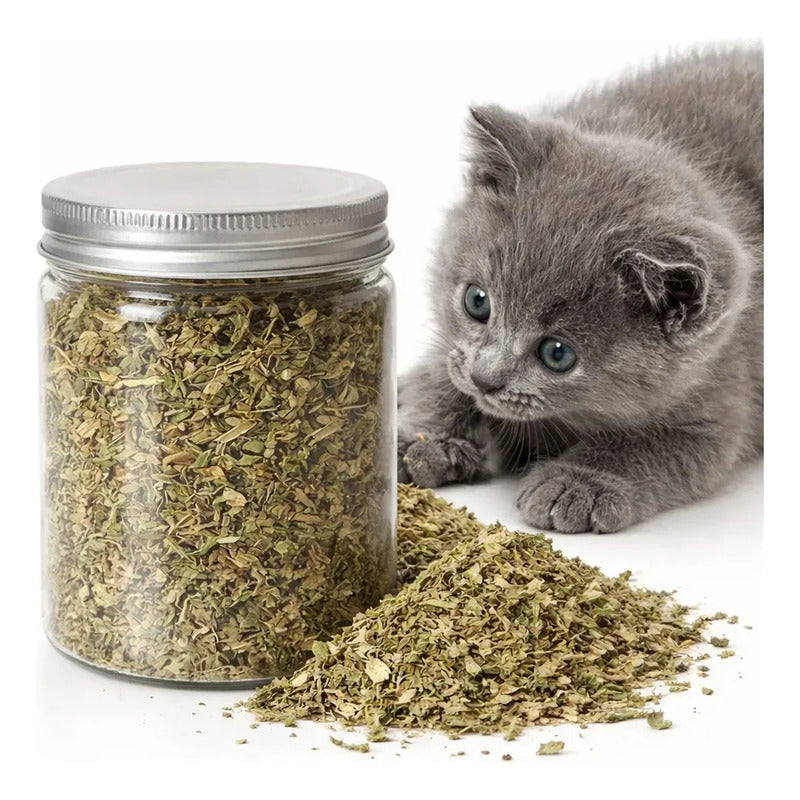 Catnip Felino Reduce Ansiedad Diversion Aroma Intenso Verde Hierba