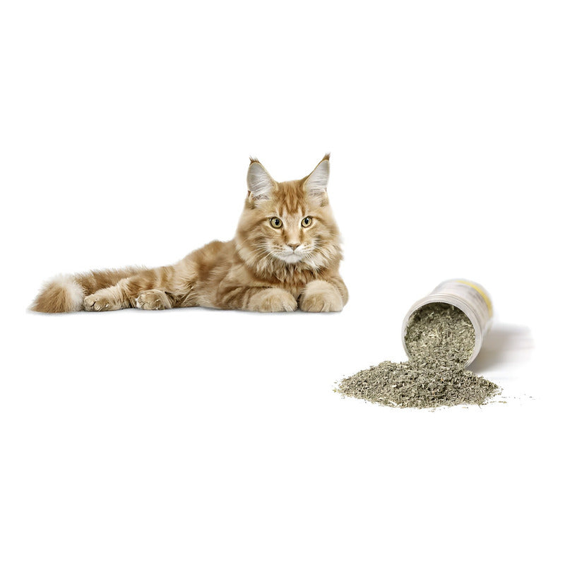 Hierba Gatera Para Gatos Snack Gatera Seca Para Gato 30g