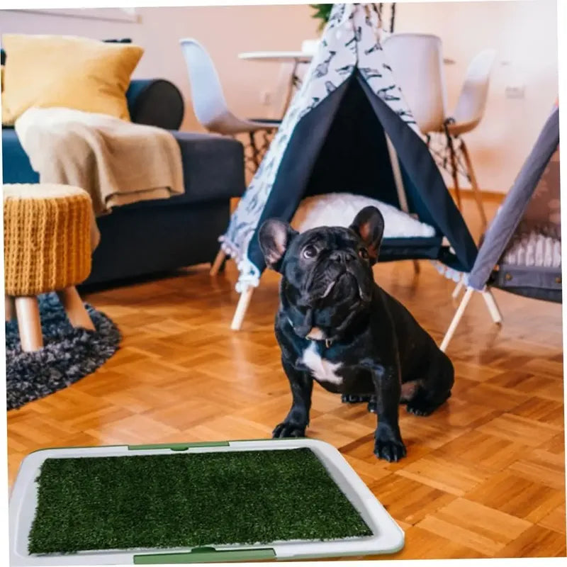 Baño Ecológico Para Perros Gatos Sanitario Ecológico Perros Azul Celeste