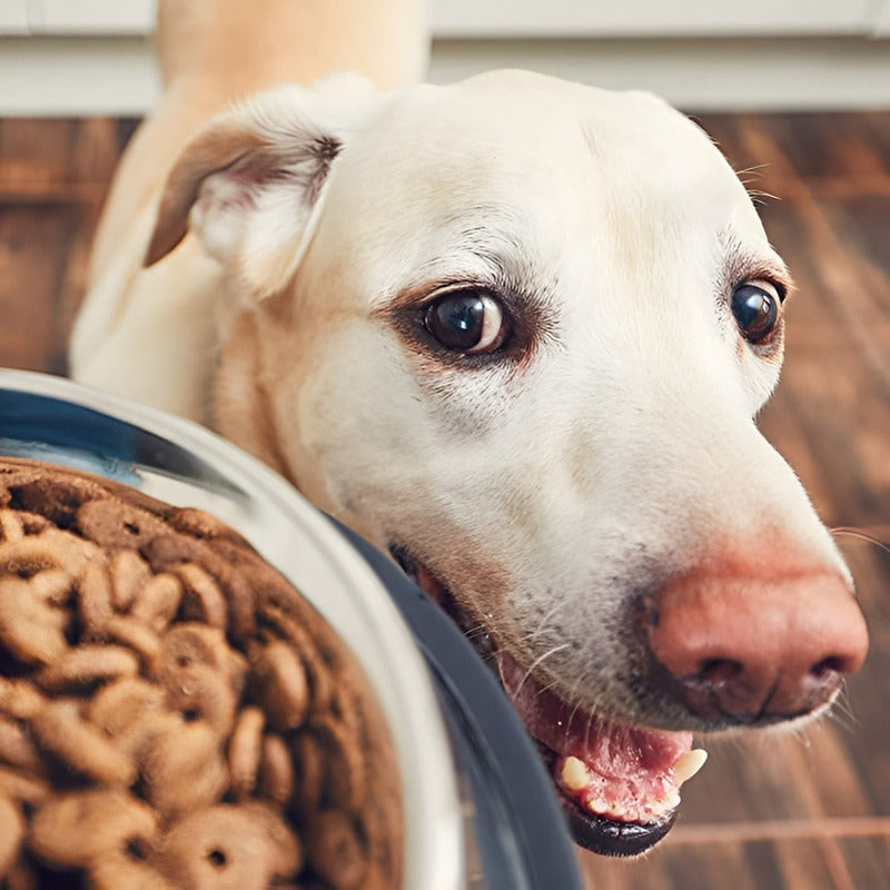 Comedero Perro Platos Para Perros Gatos Mascotas 29cm