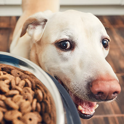 Comedero Perro Platos Para Perros Gatos Mascotas 26cm