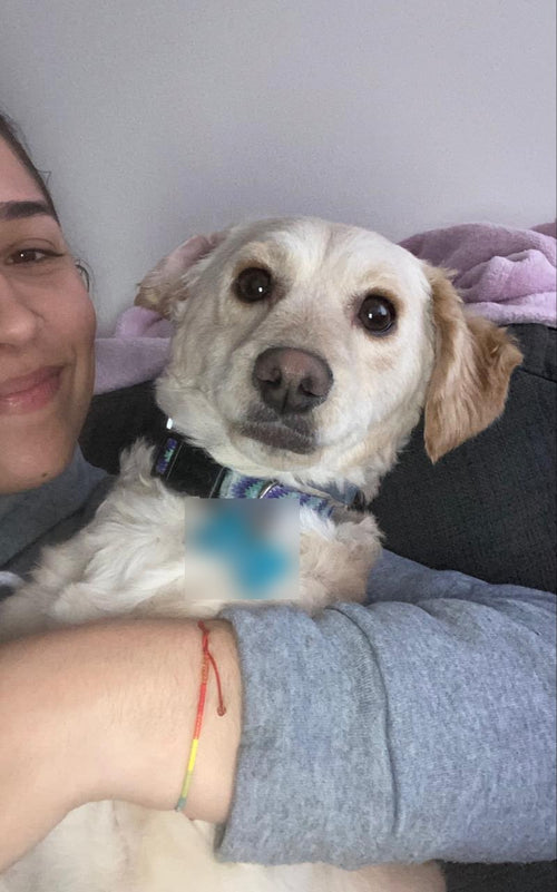 Polo, el perrito que nos inspiró a vender productos para mascotas